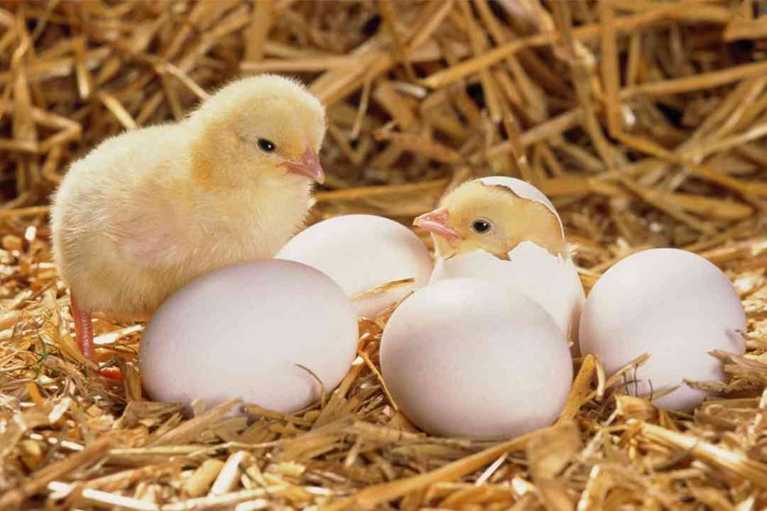 Nhặt được trứng gà đánh con gì là điều mà rất nhiều người băn khoăn